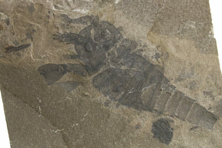 Bargain, Eurypterus (Sea Scorpion) Fossil - New York #369314